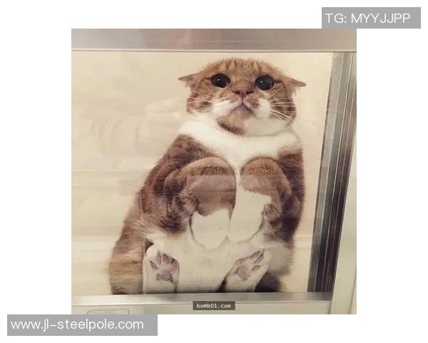 足球明星命名的猫咪们带你领略球场外的萌趣生活